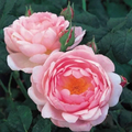 Scepter'd Isle Rose - English Shrub Rose Cuttings, 3 Unrooted 6" Stems, Apricot-Pink Flowers