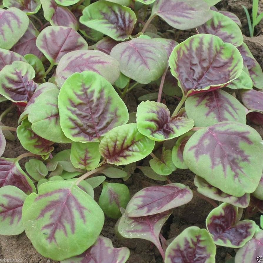 500+ Striped Spinach Seeds | Heirloom Spinacia oleracea for Salads & Cooking