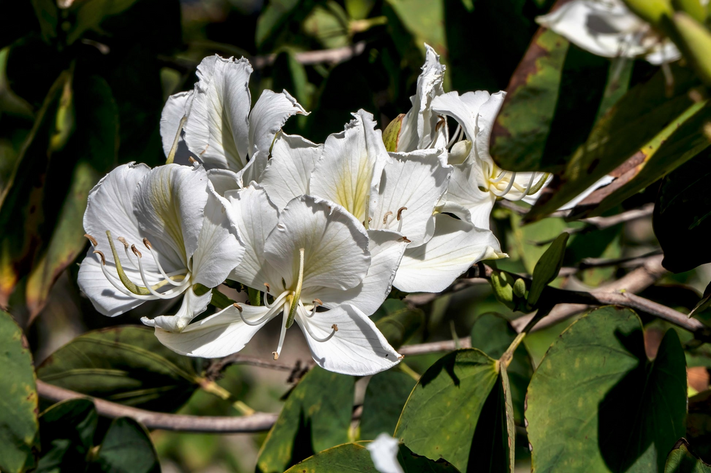 10 Seeds Bauhinia Alba – White Orchid Tree (Bauhinia variegata alba) for Planting