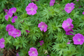 Geranium maculatum Cranesbill Wild Geranium Bare Root Plants - 10, Pollinator-Friendly Shade Perennial