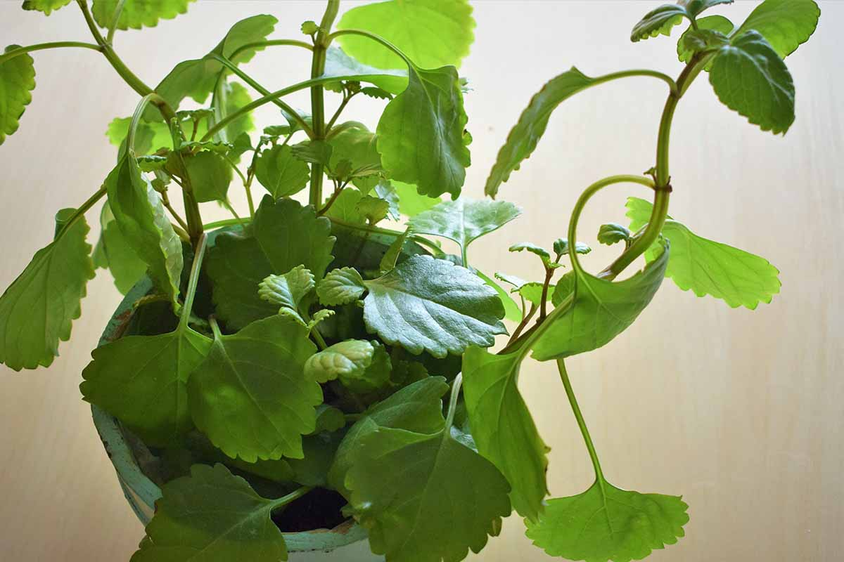 Plectranthus verticillatus Cuttings - Swedish Ivy, 5 Stem Pieces
