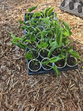Shangri-La Pothos Cuttings - 2 Rooted Nodes | Epipremnum aureum 'Shangri-La' - Low Light Indoor Vine