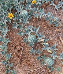 Silver Fox Melon Seeds - Rare Heirloom Cucumis melo, Striped Green/Silver Rind