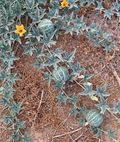 Silver Fox Melon Seeds - Rare Heirloom Cucumis melo, Striped Green/Silver Rind