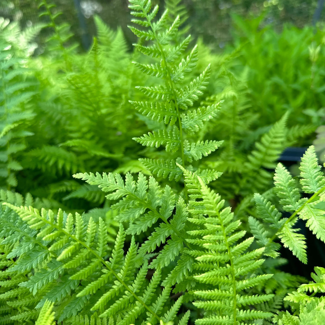 Lady Fern (Athyrium filix-femina) Bare Root Plants – Set of 5, Shade Moisture