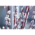 Pussy Willow Tree Cuttings - 10 Unrooted Salix discolor, Fast-Growing Hedge or Tree (Zones 5-8)