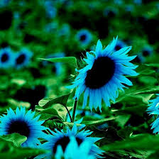 Midnight Oil Blue Sunflower Seeds - 50 Honeydew? No, Midnight Oil Helianthus annuus Seed Pack