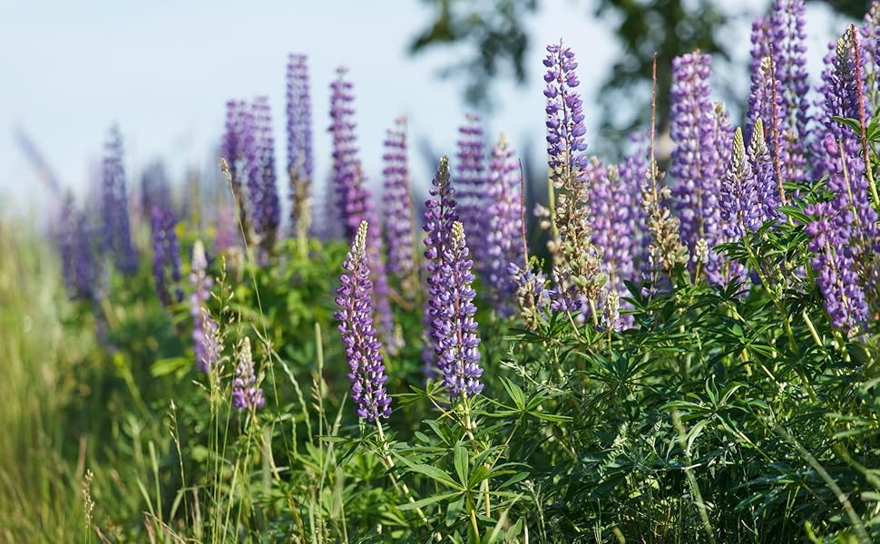 Lupinus Seeds - 50 Count - Wild Alaska Harvested Perennial Flower