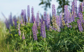 Lupinus Seeds - 50 Count - Wild Alaska Harvested Perennial Flower