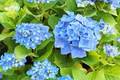 Blue Hydrangea Bushes Hydrangea macrophylla - 5 Live Starter Plants