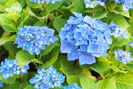 Blue Hydrangea Bushes Hydrangea macrophylla - 5 Live Starter Plants