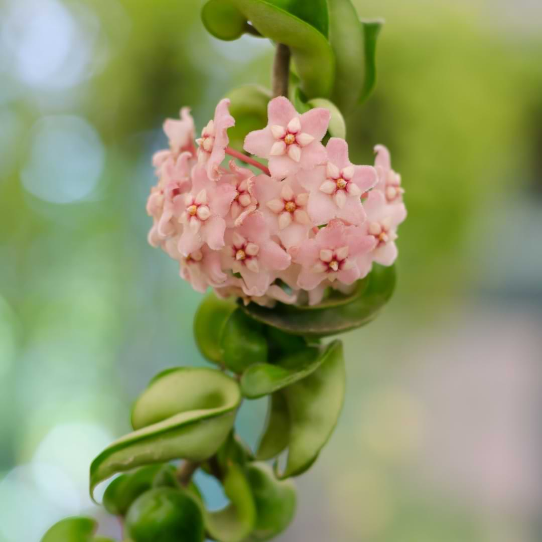 Hoya Hindu Rope Cuttings - 2 Unrooted 3" Stems - Hoya compacta (Wax Plant) Propagation