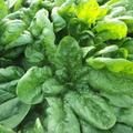 Spinach Viroflay Seeds (1g) - Heirloom, Non-GMO, Giant Leaves
