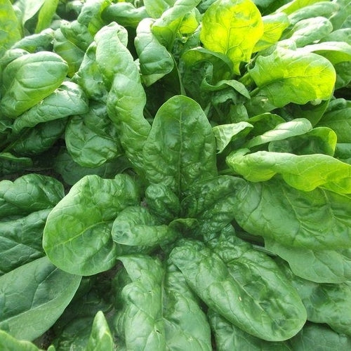 Spinach Viroflay Seeds (1g) - Heirloom, Non-GMO, Giant Leaves