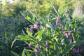 Russian Comfrey Unrooted Cuttings (Bocking 14) - Symphytum x uplandicum - 10 Cuttings | Organic Fertilizer & Composting