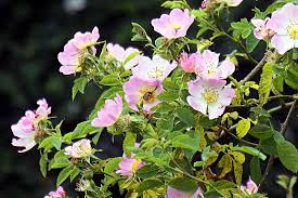 Eglantine Rose Cuttings (Rosa eglanteria) - Fragrant Leaves, Edible Hips & Flowers