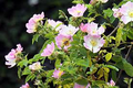 Eglantine Rose Cuttings (Rosa eglanteria) - Fragrant Leaves, Edible Hips & Flowers