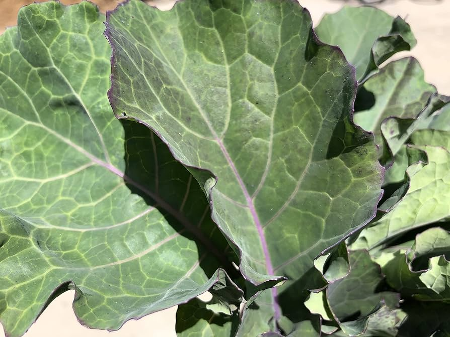Purple Tree Collard Cuttings - 3 Unrooted Cuttings (Brassica oleracea) Perennial Vegetable