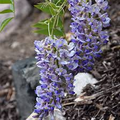 Wisteria Blue Moon Unrooted Cuttings (4) - Wisteria macrostachya