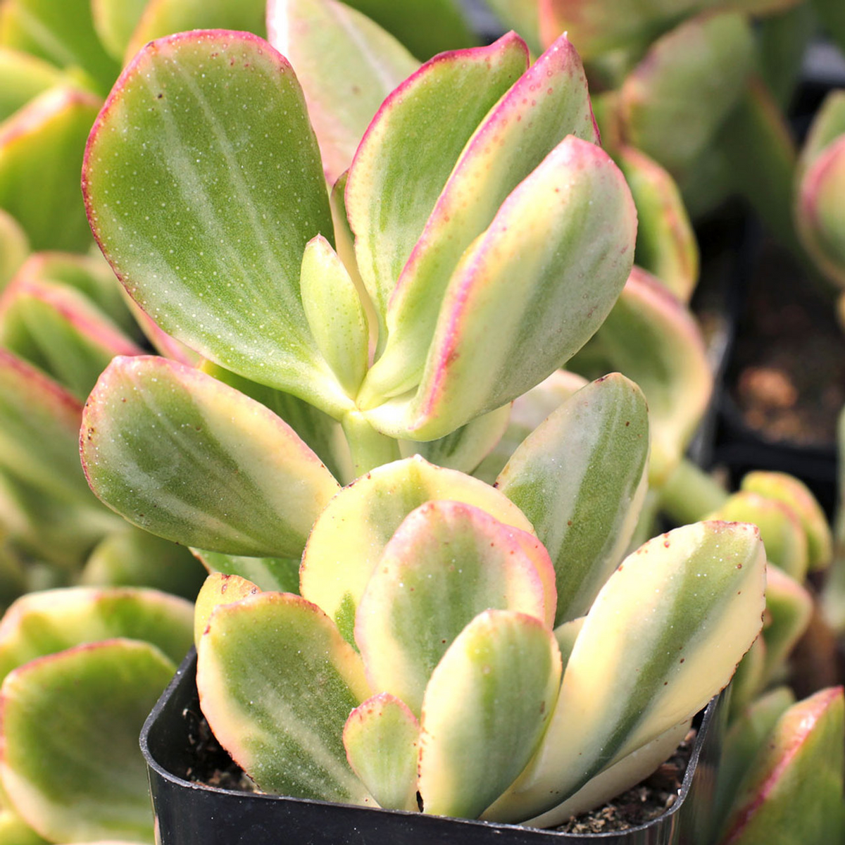 Crassula Ovata Variegated Jade Lemon Lime Tri-Color Cuttings – 5 Unrooted