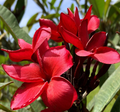 Plumeria Cuttings - Miami Rose (12-14 in) Unrooted Stem Cuttings