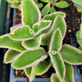Cuban Oregano Cuttings (Plectranthus amboinicus) - 6 Unrooted Stems, Edible Herb