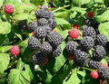 Raspberry Cuttings - 12+ Unrooted Rubus occidentalis, Hardy Perennial, Zones 3-9