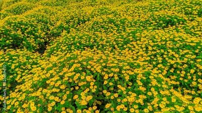 Wedelia Trilobata Seedless Rooted Cuttings - 10 Live Creeping Ground Cover