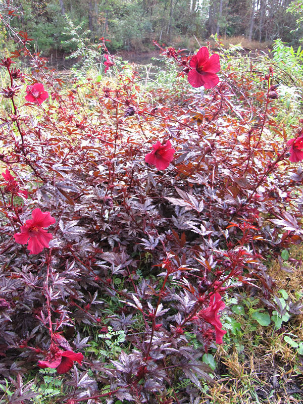 Cranberry Hibiscus Cuttings (Hibiscus acetosella) – 7 Live Unrooted Clippings