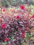 Cranberry Hibiscus Cuttings (Hibiscus acetosella) – 7 Live Unrooted Clippings