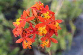 5 Rooted Cuttings Epidendrum radicans - Fire Star Ground Orchid