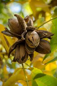 Hardy Pecan Tree (Carya illinoinensis) - Bare Root, 12–24" Tall, Nut Tree