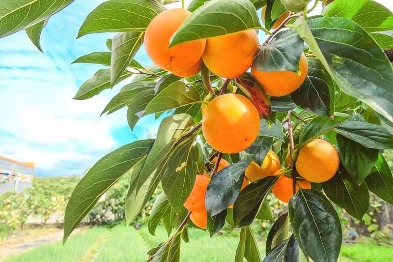 Persimmon Tree Cuttings - 3 Diospyros kaki, Japanese Persimmon - Rooting or Grafting (USDA 6-11)