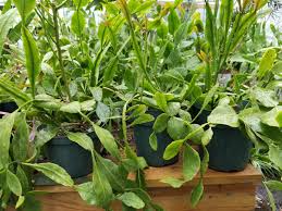 Rhipsalis crispata 6" Potted Epiphytic Cactus – Curly, Pendent Stems
