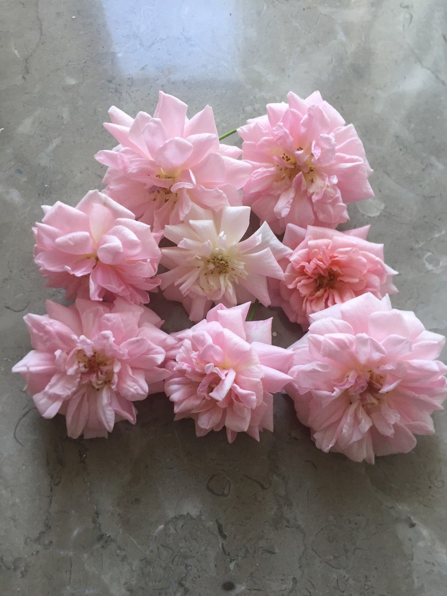 Organic Pink Miniature Rose Unrooted Cuttings (Rosa 'Fairy') - 15 x 6" for Grafting or Rooting