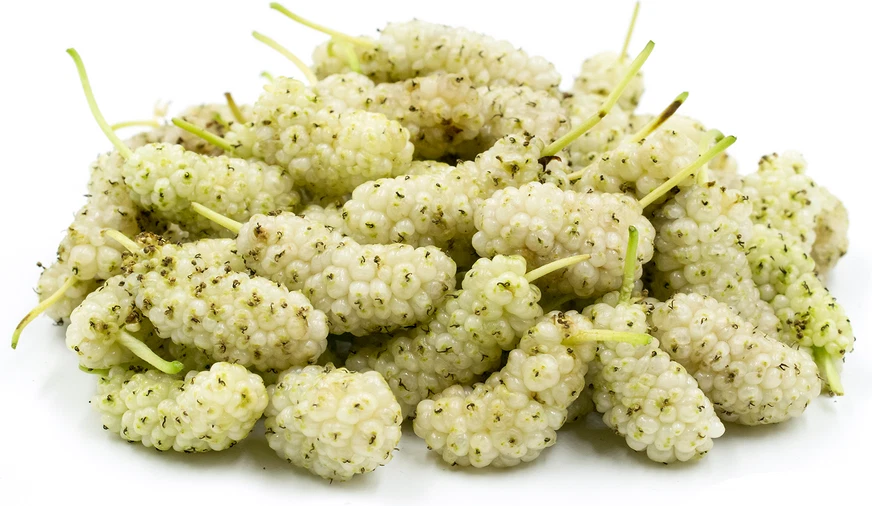 Pakistan White Mulberry Cuttings (10) - Morus alba, 6-8" Unrooted, Zones 5-9