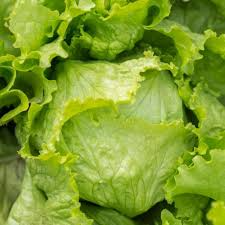 Iceberg Batavian Lettuce Seeds - 700 Seeds, Heirloom Heading Lettuce (Lactuca sativa)
