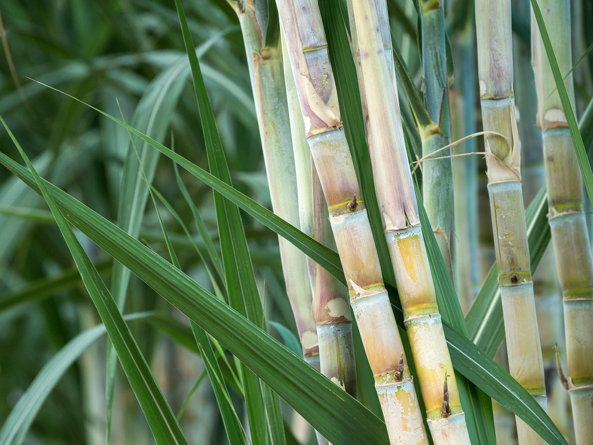 Sugarcane Cuttings (Saccharum officinarum) - 3 Unrooted Cuttings Ready to Plant