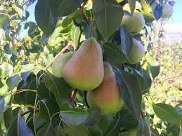 Shenandoah Pear Tree Scions (Unrooted Cuttings) — 3 x 10-12" Pyrus communis for Grafting & Rooting