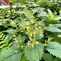 Stone Root Plants (Collinsonia canadensis) - 10 Bare Root Perennial for Shade & Woodland Gardens