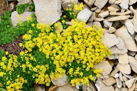 Golden Creeping Sedum (Sedum acre) - 5 Bare Root Ground Cover Cuttings