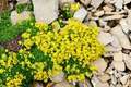 Golden Creeping Sedum (Sedum acre) - 5 Bare Root Ground Cover Cuttings