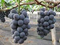 Japanese Kyoho Grape Unrooted Cuttings (5) – Vitis labrusca, Sweet Purple Grapes