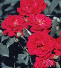 Rosa Blaze Improved Climbing Rose - 6 Rooted Cuttings, Full Sun, Zones 5-9