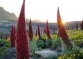 Tower of Jewels Echium wildpretii Live Plant - 3" Pot, Rare Biennial, Zone 9-10