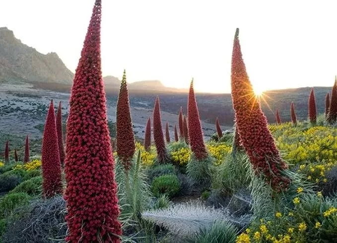 Tower of Jewels Echium wildpretii Live Plant - 3" Pot, Rare Biennial, Zone 9-10