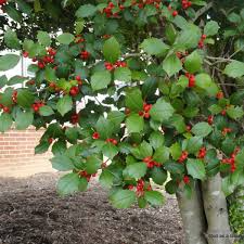 American Holly Seeds (Ilex opaca) - 30 Seeds for Hedging, Privacy Screens, and Landscaping