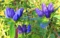 Gentiana Andrewsii (Bottle Gentian) Seeds - 100mg | Native Wildflower for Pollinators
