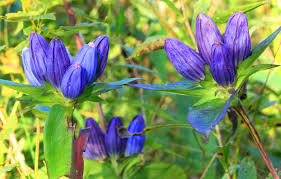 Gentiana Andrewsii (Bottle Gentian) Seeds - 100mg | Native Wildflower for Pollinators