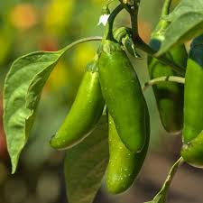 Jalapeño Pepper Seeds - 100+ Capsicum annuum Heirloom, Medium-Heat for Salsa, Pickling, Grilling